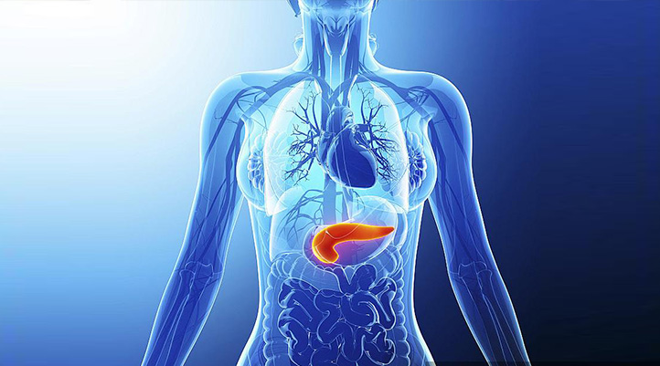 Endocrinology